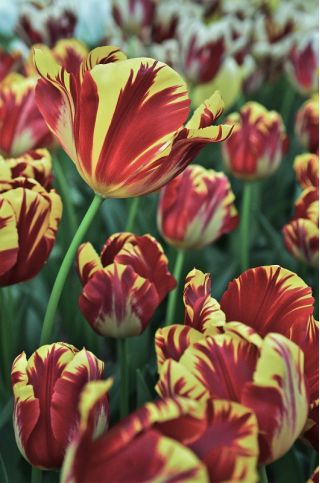 Tulipa El Cid - pacote de 5 peças