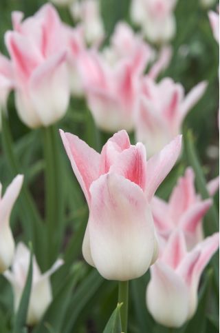 Tulipa Miss Elegance - Tulipán Miss Elegance - 5 květinové cibule