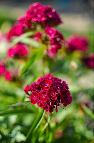 Duizendschoon - Scarlet Beauty - 450 zaden - Dianthus barbatus