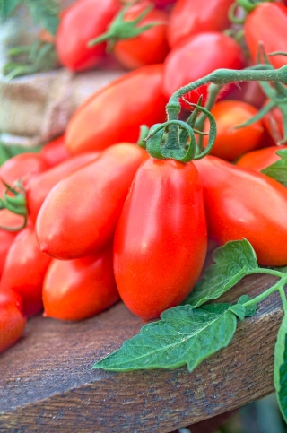 Tomato "Big Mama F1" - tall, greenhouse variety