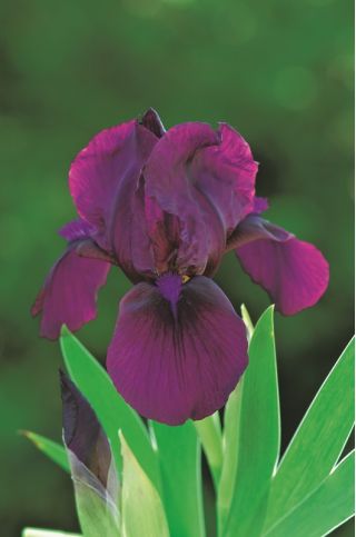 Pygmy iris, Iris pumila - fialové květy - Cherry Garden; trpasličí iris - 
