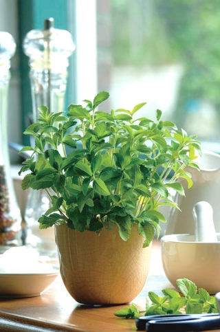 Otthon kert - Candyeaf "Sweetheart" - beltéri és erkélyes termesztéshez - 24 mag - Stevia rebaudiana - magok