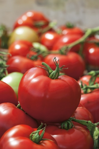 Tomate 'Hardy' - für Gewächshäuser oder Tunnel - große, ausdauernde Früchte