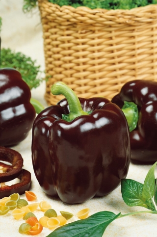 Paprika "Ingrid" - tamno smeđa sorta koja proizvodi velike plodove - Capsicum L. - sjemenke