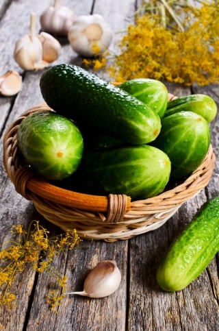 Cucumber "Odys F1" - a pickling variety - SEED TAPE