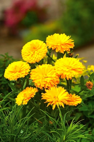 گل همیشه بهار گلدان کوتوله - زرد ؛ ruddles ، گل همیشه بهار معمولی ، گل همیشه بهار اسکاچ - 
