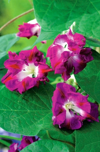Purpurvindel - Reffles - 80 frø - Ipomoea purpurea