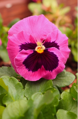 Pensée des Jardins - Viola x wittrockiana - Laura - 320 graines - Rose