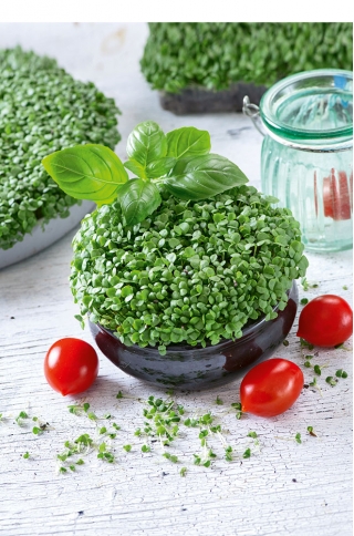 Sprouting seeds - Basil - 3250 seeds