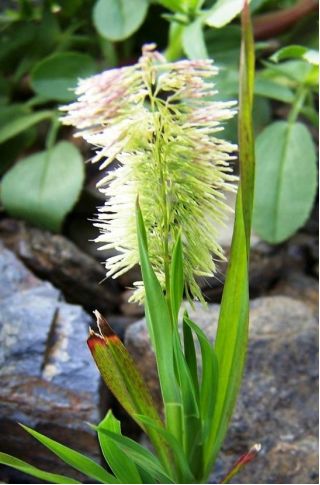 Goldentop Grass sēklas - Lamarckia aurea
