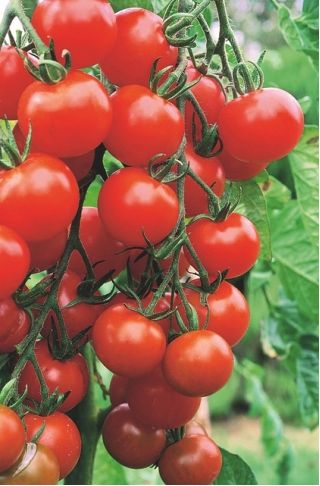 Pomidoras - Raspberry Red Hood - Lycopersicon esculentum Mill  - sėklos
