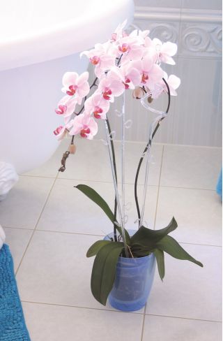 Oală rotundă cu flori de orhidee - Coubi DUOW - 13 cm - Albastru - 
