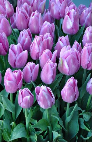 Tulipa Alibi - Tulip Alibi - 5 луковици
