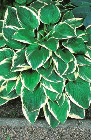 Hosta, Banana Lily Fortunei Francee - pacote XL - 50 unid.