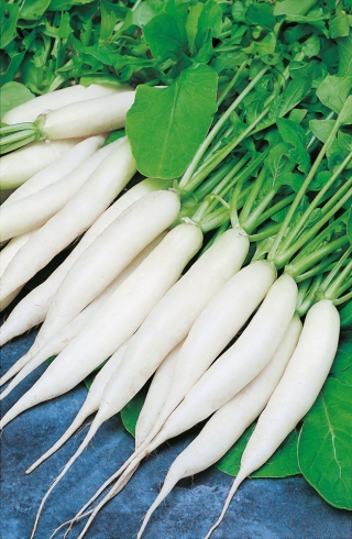 Rabanete 'Rampouch' - branco, alongado - sementes (Raphanus sativus)