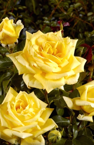 Suurikukkainen ruusu - keltainen - ruukkukasvi - 