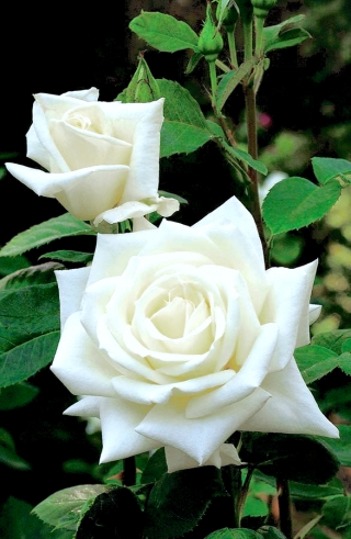 Lielziedu roze - balta - ar podu stādu - 