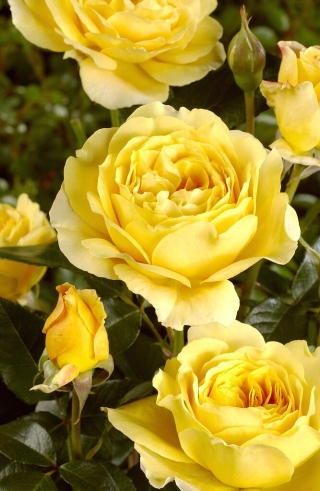 Zeltaini dzeltena daudzfloras roze (Polyantha) - stāds - 