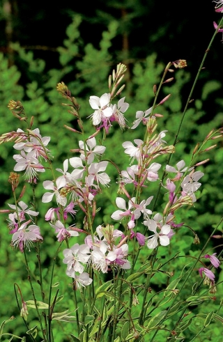 Gaura Sparkle White Seeds - Gaura lindheimeri - 30 เมล็ด