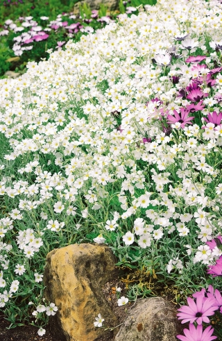 Снежно-у-летње семење - Церастиум томентосум - 250 семена - Cerastium biebersteinii