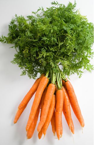 गाजर "ओलंपस" - देर से, फ्लाकी किस्म - 4250 बीज - 