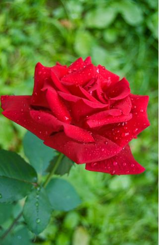 Ruža s velikim cvjetovima - sadnica crvene boje u saksiji - 