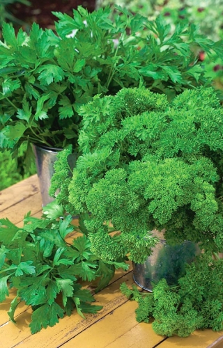 Φύλλα ποικιλίας μαϊντανό φύλλων - ΣΙΤΗΡΑΣ TAPE - Petroselinum crispum  - σπόροι