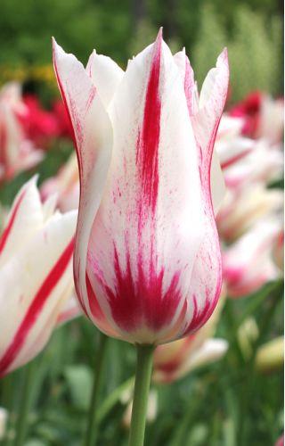 Tulpės Marilyn - pakuotėje yra 5 vnt - Tulipa Marilyn