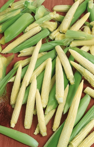 Tatlı mısır "Minigold"; Şekerli mısır, Kutuplu mısır - Zea mays convar. saccharata var. Rugosa - tohumlar