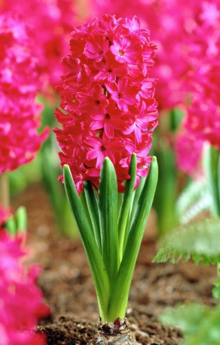 Hyacint s červenými květy - 9 ks.