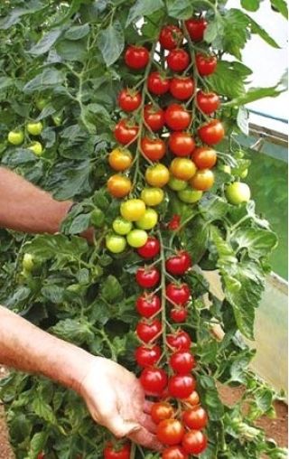 Pomidoras – Bead - 160 sėklos - Lycopersicon esculentum var. cerasiforme