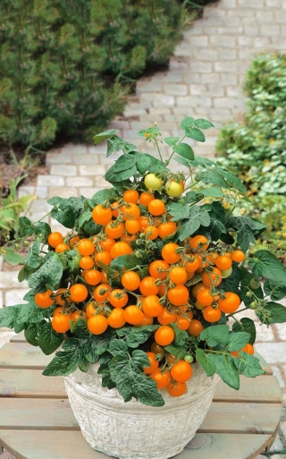 Tomato Venuše semena - Lycopersicon esculentum - Lycopersicon esculentum Mill 