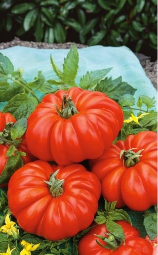 Tomato ladang "Costoluto fiorentino" - buah ribbed - 