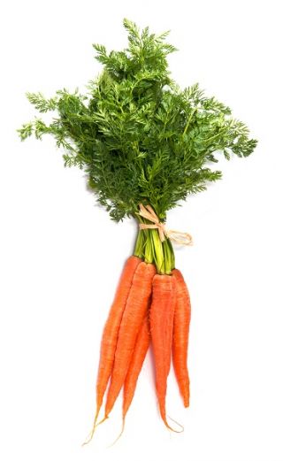 Carrot Salsa F1 seeds - Daucus carota - 4250 seeds