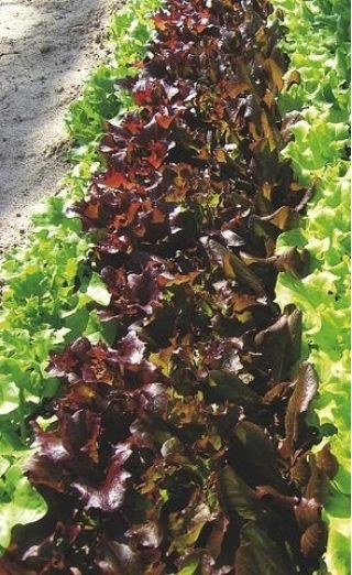 Frunze de salata verdeata Lactuta sativa - 900 de seminte - Lactuca Sativa L. var. capitata  - semințe