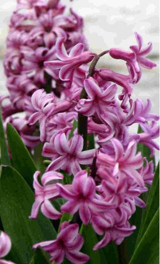 자수정 히아신스 - 3 개 -  Hyacinthus orientalis
