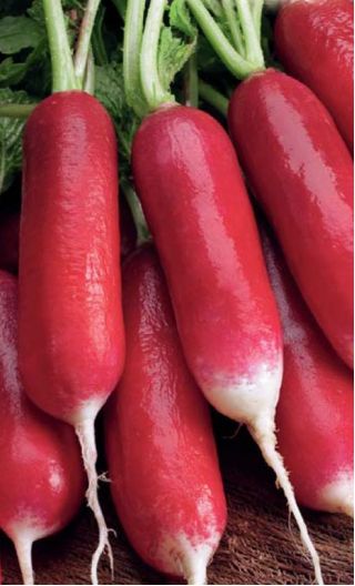 ไชโป้ว "Flamboyant 2" - สีแดงเข้ม, ปลายรากสีขาว - 425 เมล็ด - Raphanus sativus L.