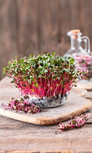 Microgreens - 빨간 무 - 독특한 맛을 가진 젊은 잎 - Raphanus sativus L. - 씨앗