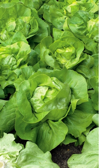 Salat Hoved - Panter - 900 frø - Lactuca sativa L. var. Capitata