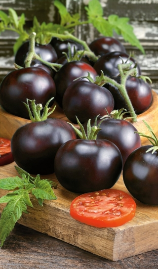 Blackball field tomato