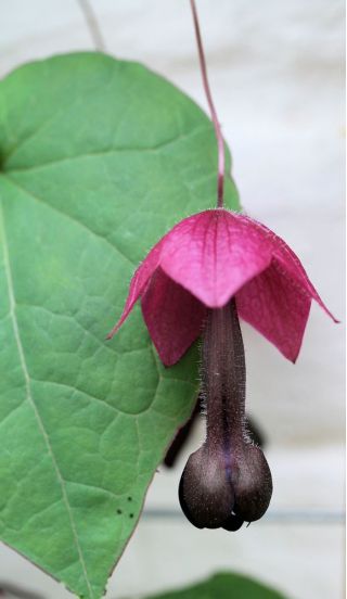 Rhodochiton Purple Bell เมล็ด - Rhodochiton atrosanguineus - 6 เมล็ด