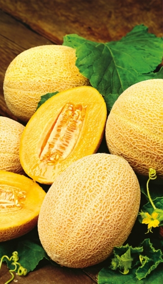 Hale's Best Jumbo cantaloupe; stenmelon, söt melon - 