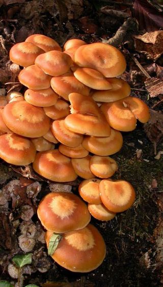 Медоносні гриби та ко - 3 види грибів - нерестові пробки, міцелієві пробки - 