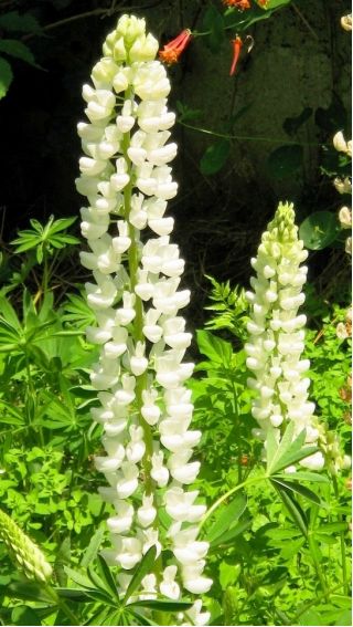 Lupine Noble Maiden seeds - Lupinus polyphyllus - 90 seeds