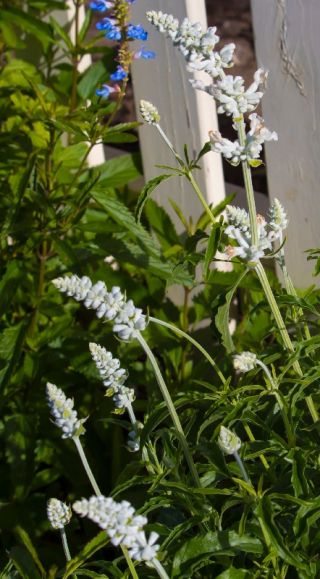 Mealycup šalvia "Biely Bedder"; múdry šalvia - Salvia farinacea - semená