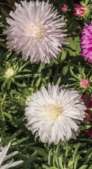 Chrysanthemum-flowered aster - white-flowered - 450 seeds