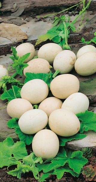 Abóbora 'Nest Egg' - sementes (Cucurbita pepo)
