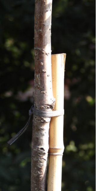 Bamboo poles - 12 - 14 mm / 75 cm - 5 pieces