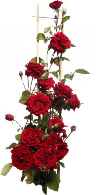Puieți de trandafir - roșu - în ghiveci - 