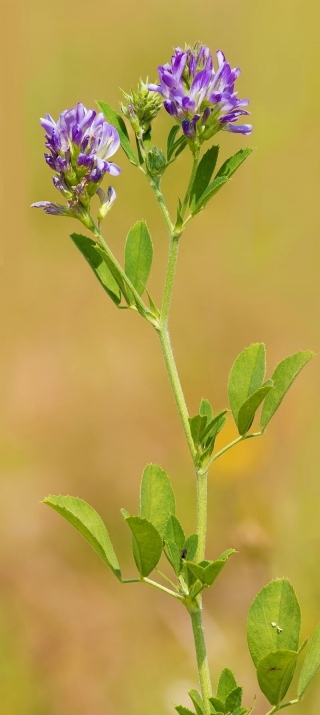 Alfalfa "Ludelis" - 1 kg; sinimailanen - 